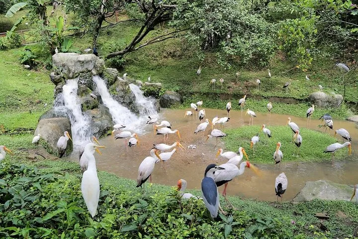 Bird Park Entry Tickets, Kuala Lumpur