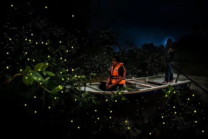 Kuala Selangor: Fireflies & Feast Night Tour, Kuala Lumpur