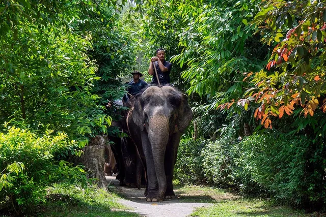 Kuala Lumpur: Majestic Elephant Encounter