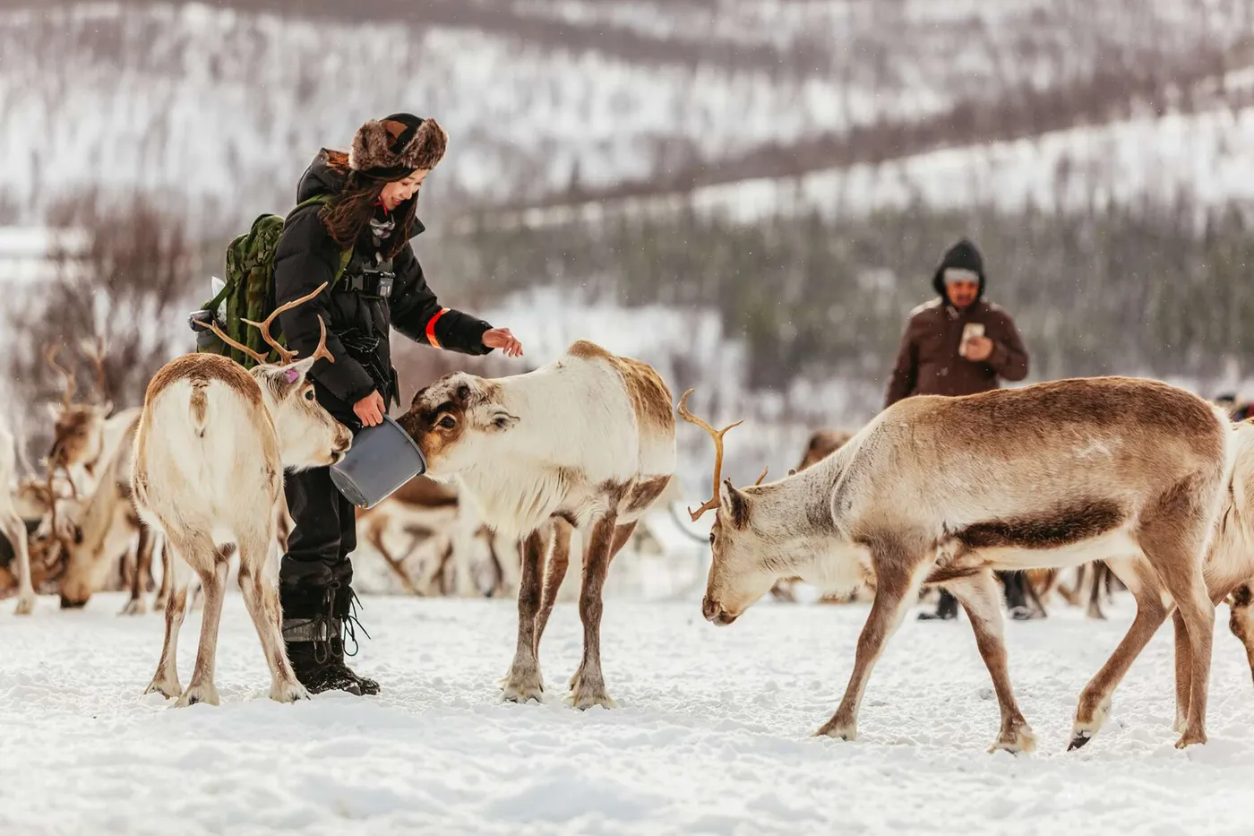 Tromsø: Reindeer Sledding & Feeding with a Sami Guide, Tromsø