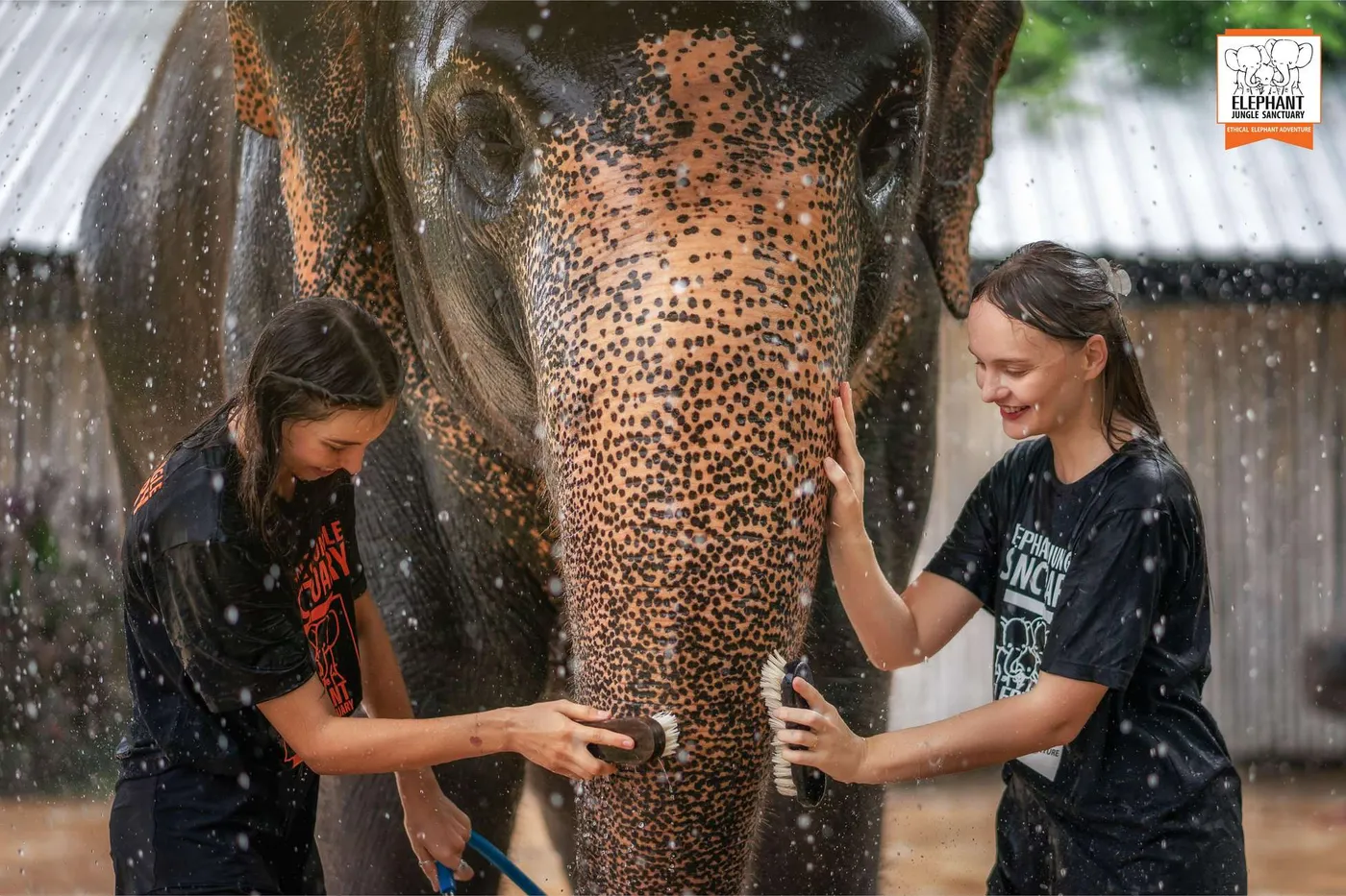 From Phuket: Elephant Jungle Sanctuary Feed and Shower Trip, Phuket