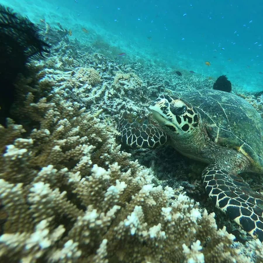 Gili Trawangan: Underwater Glass-Bottom Adventure, Gili Islands
