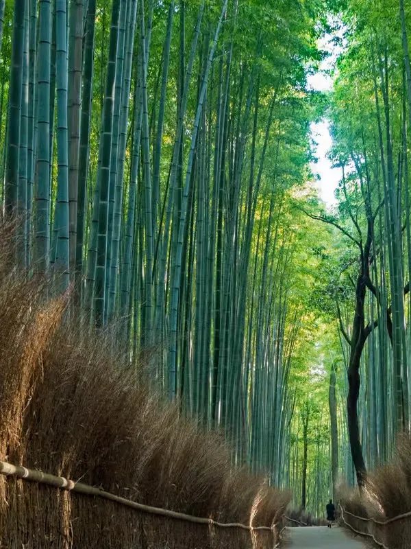 Kyoto & Nara: Enchanting Temples & Bamboo Forest Adventure, Osaka