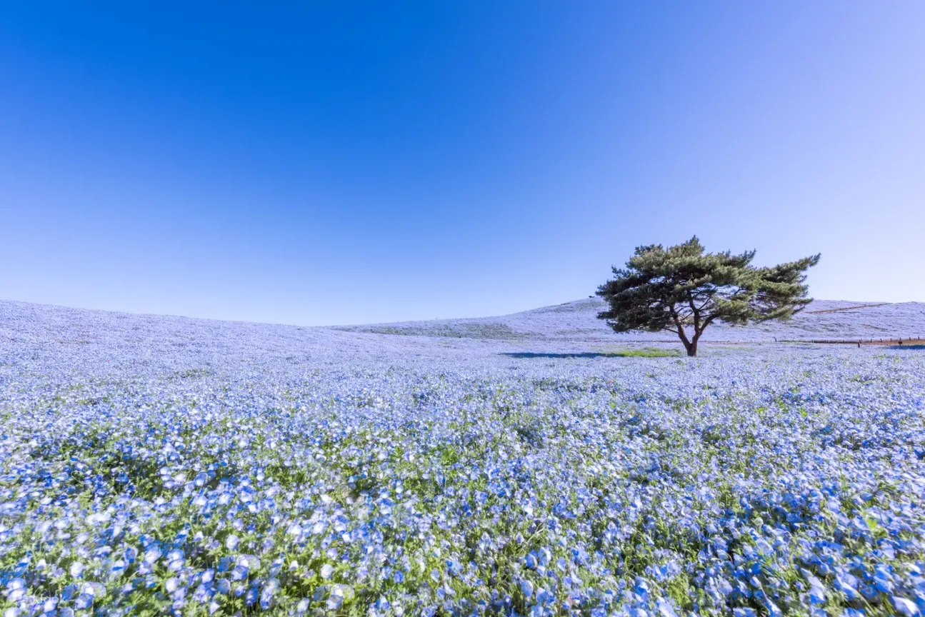 Tokyo: Blooming Gardens & Floral Wonders Tour, Tokyo