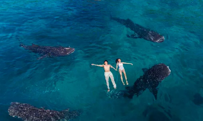 Cebu: Whale Sharks & Waterfall Escape, Cebu