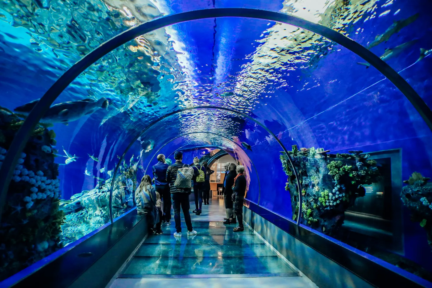 Dubai Aquarium: Immersive Underwater Odyssey, Dubai