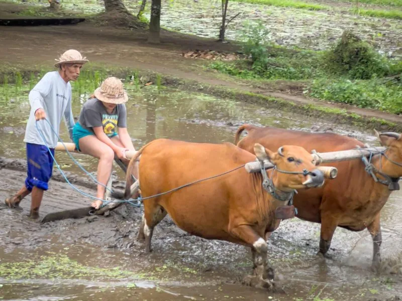 Ubud: Fireflies & Heritage Night Adventure, Ubud