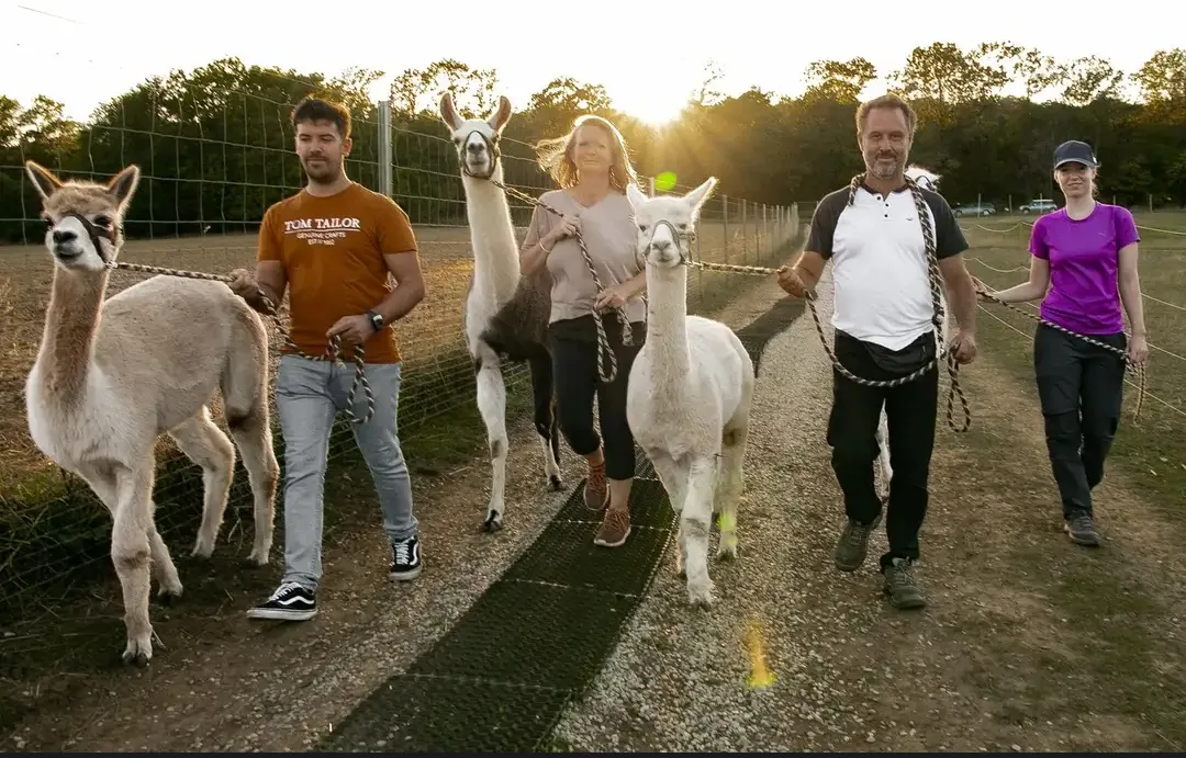 Vienna Countryside: Alpaca & Lama Adventure, Vienna