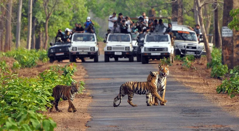Jim Corbett: Mystical Canter Safari Adventure, Jim Corbett National Park