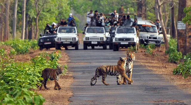 Jim Corbett: Mystical Canter Safari Adventure