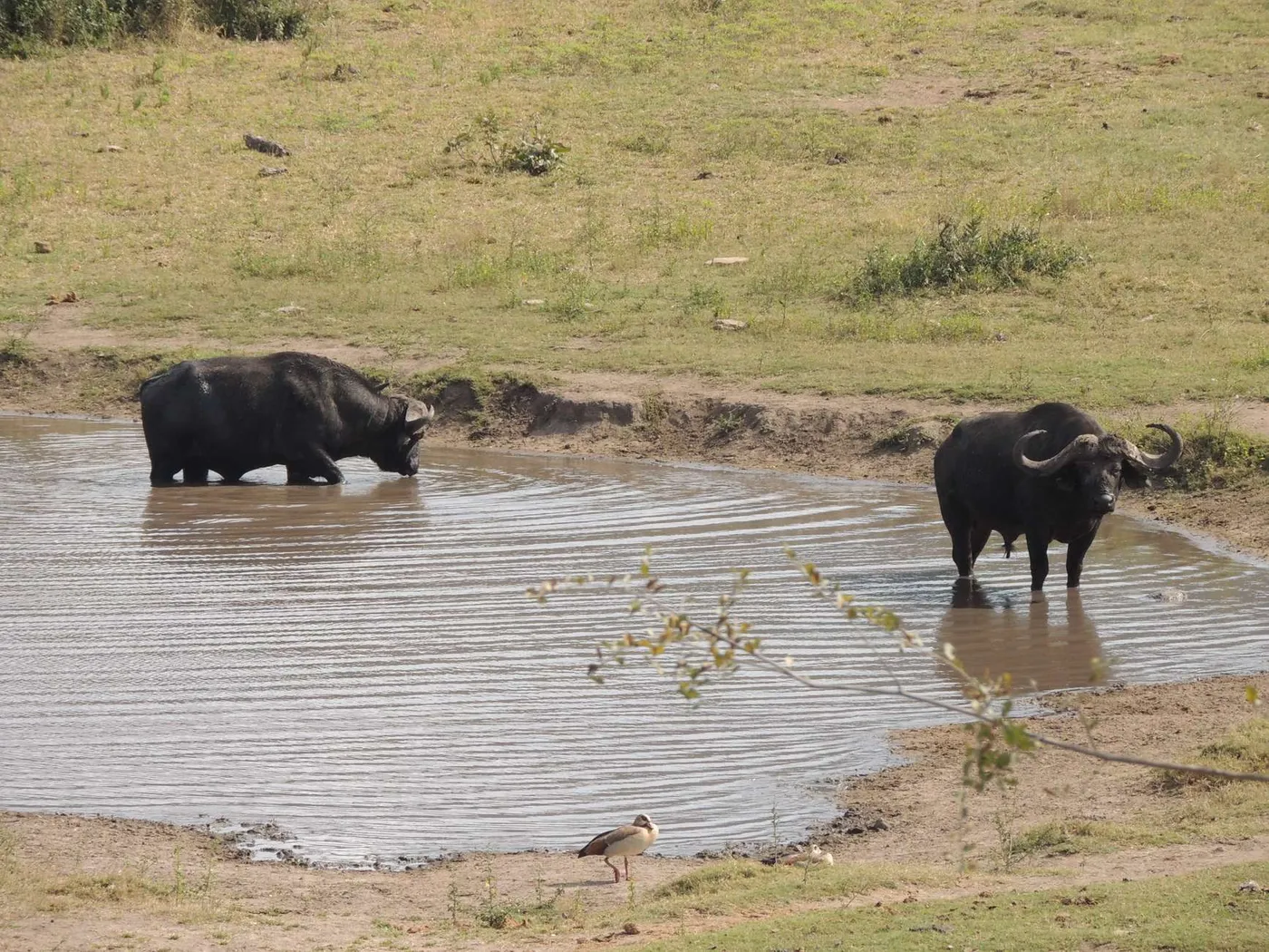 Kruger: Epic Full-Day Safari Adventure, Kruger National Park
