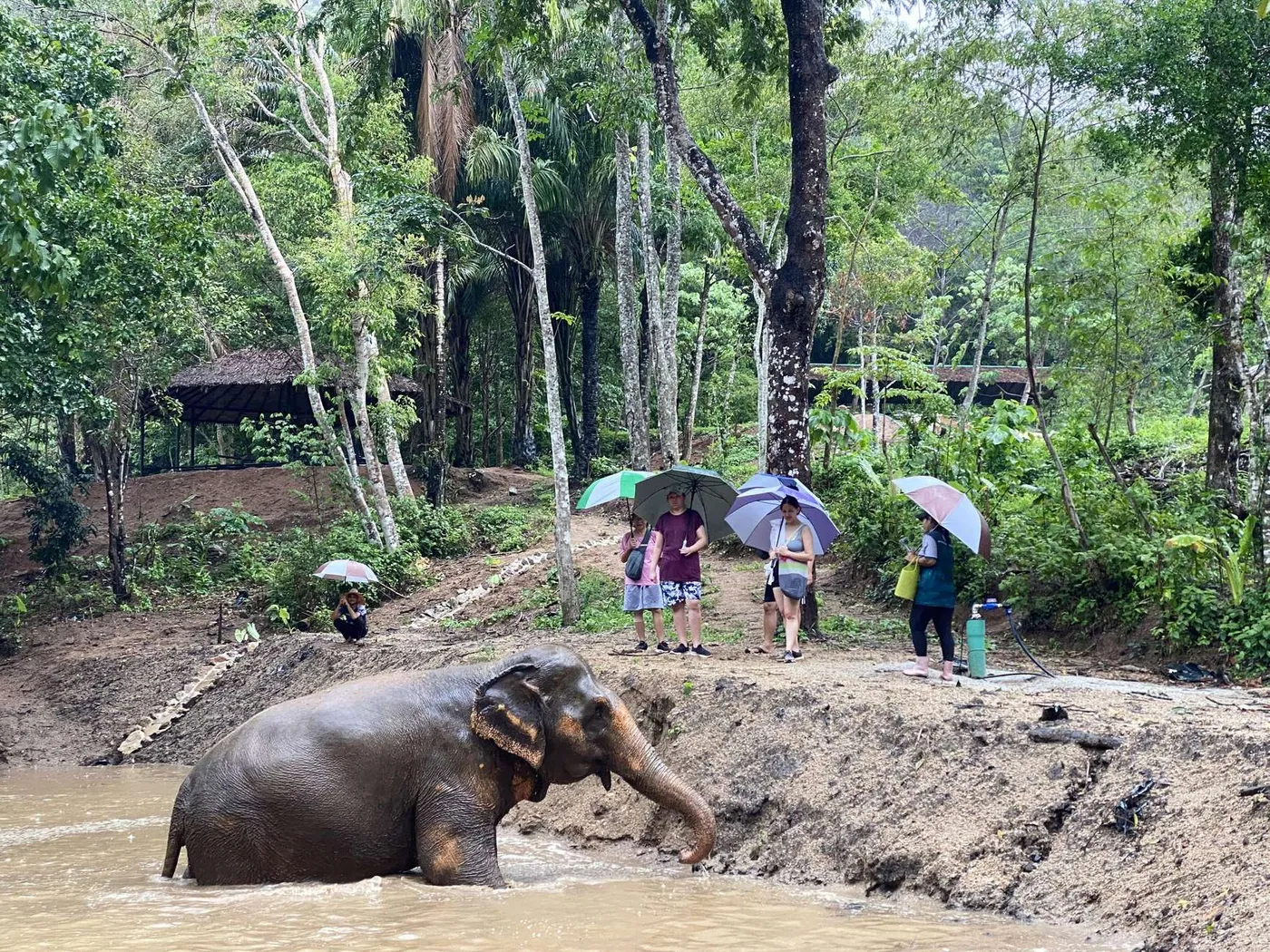 Phuket Elephant Nature Reserve: 90-Minute Elephant Adventure, Phuket