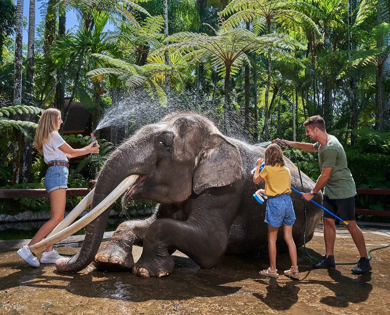 Visit to Mason elephant park with jumbo wash, Kuta