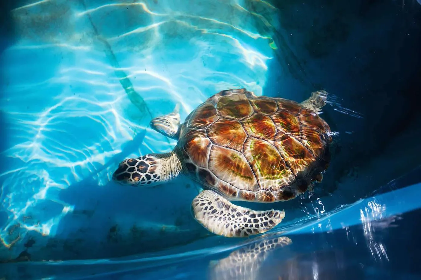 From Colombo/Negombo: Galle, Madu River, and Turtle Hatchery, Colombo