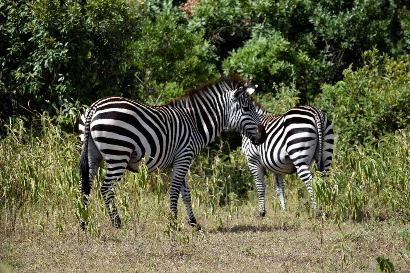Arusha: Majestic Wildlife Safari Adventure, Arusha