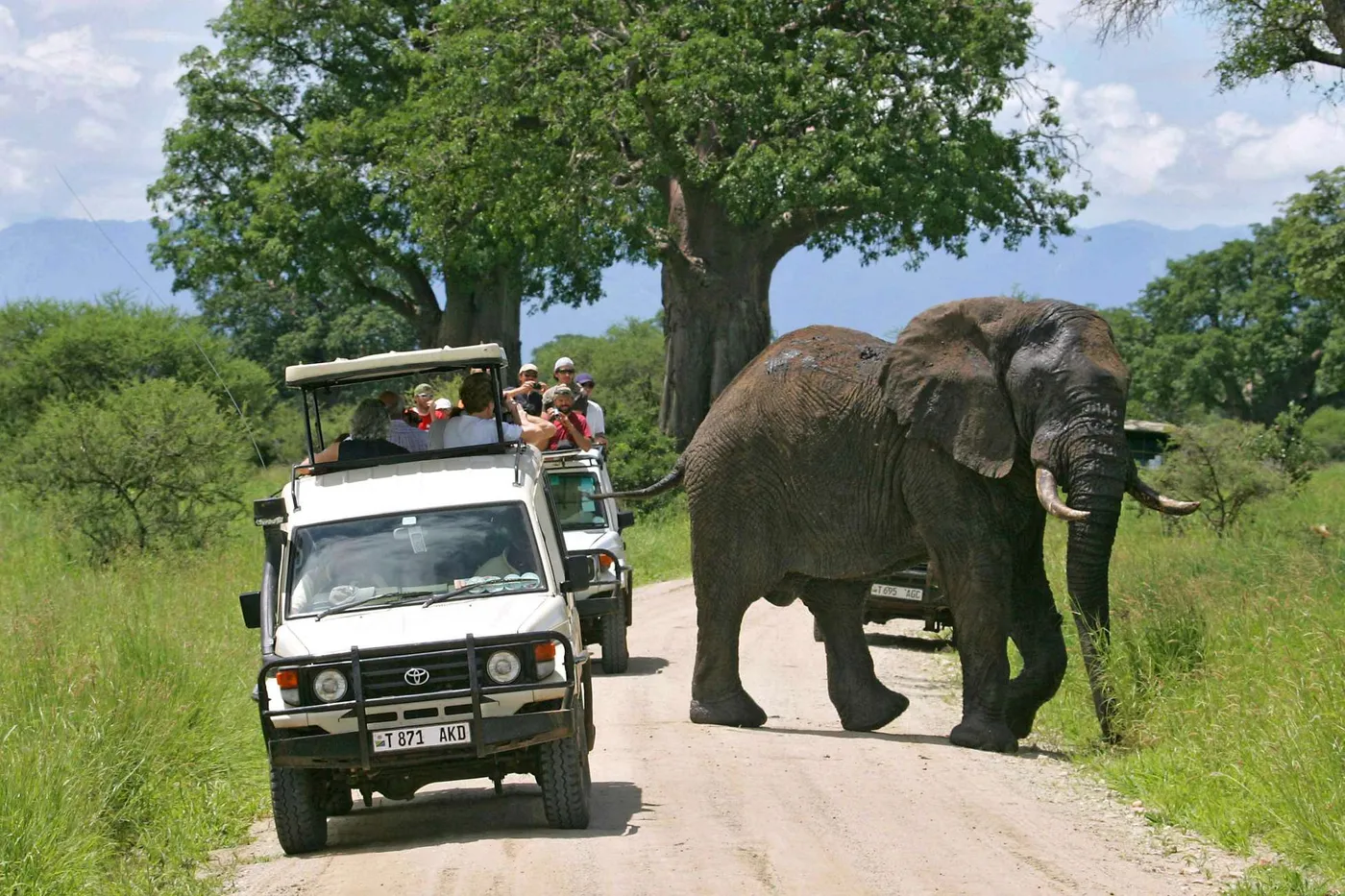 Arusha: Tarangire Wildlife Safari Expedition, Arusha
