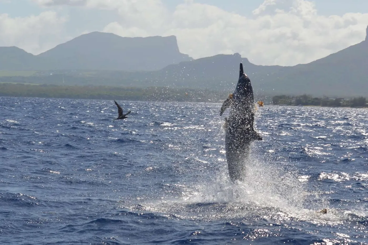 Tamarin: Dolphin & Crystal Rock Adventure, Mauritius