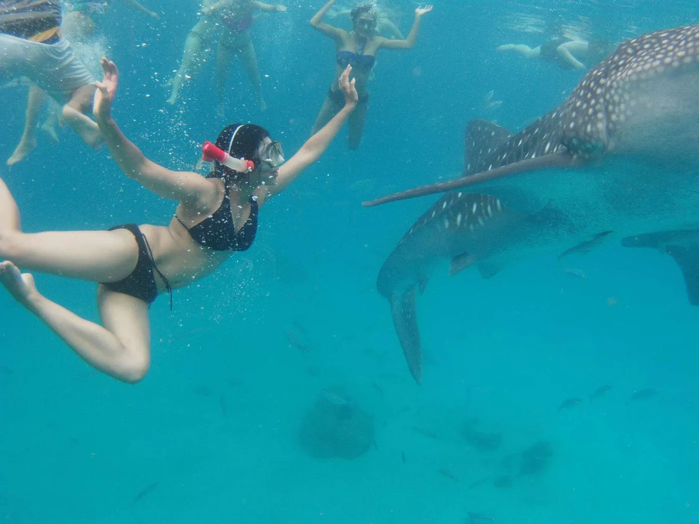 Cebu: Whale Sharks, Falls & Sardines Adventure, Cebu