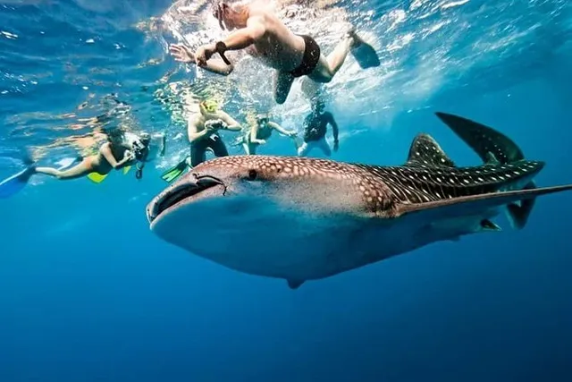 Maafushi: Ocean's Gentle Giants Encounter