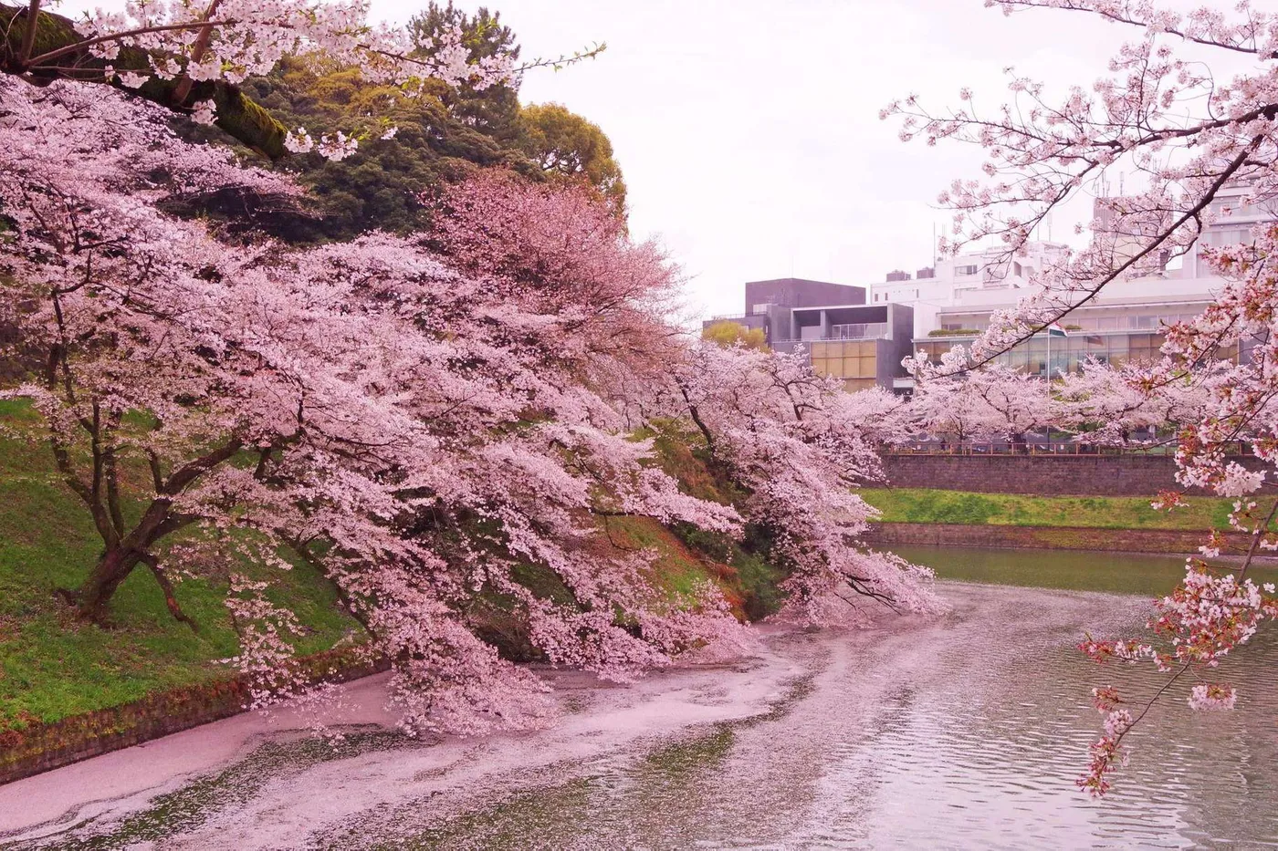 Tokyo Sakura: Romantic Daylight & Lantern Night Tour, Tokyo