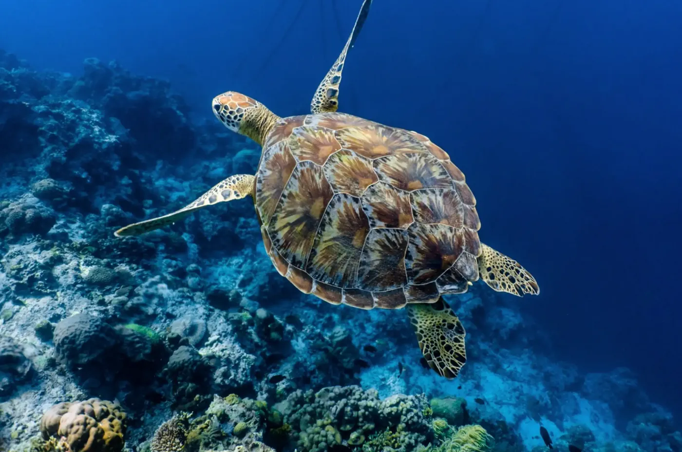 Cebu’s Magical Marine & Wildlife Escape, Cebu