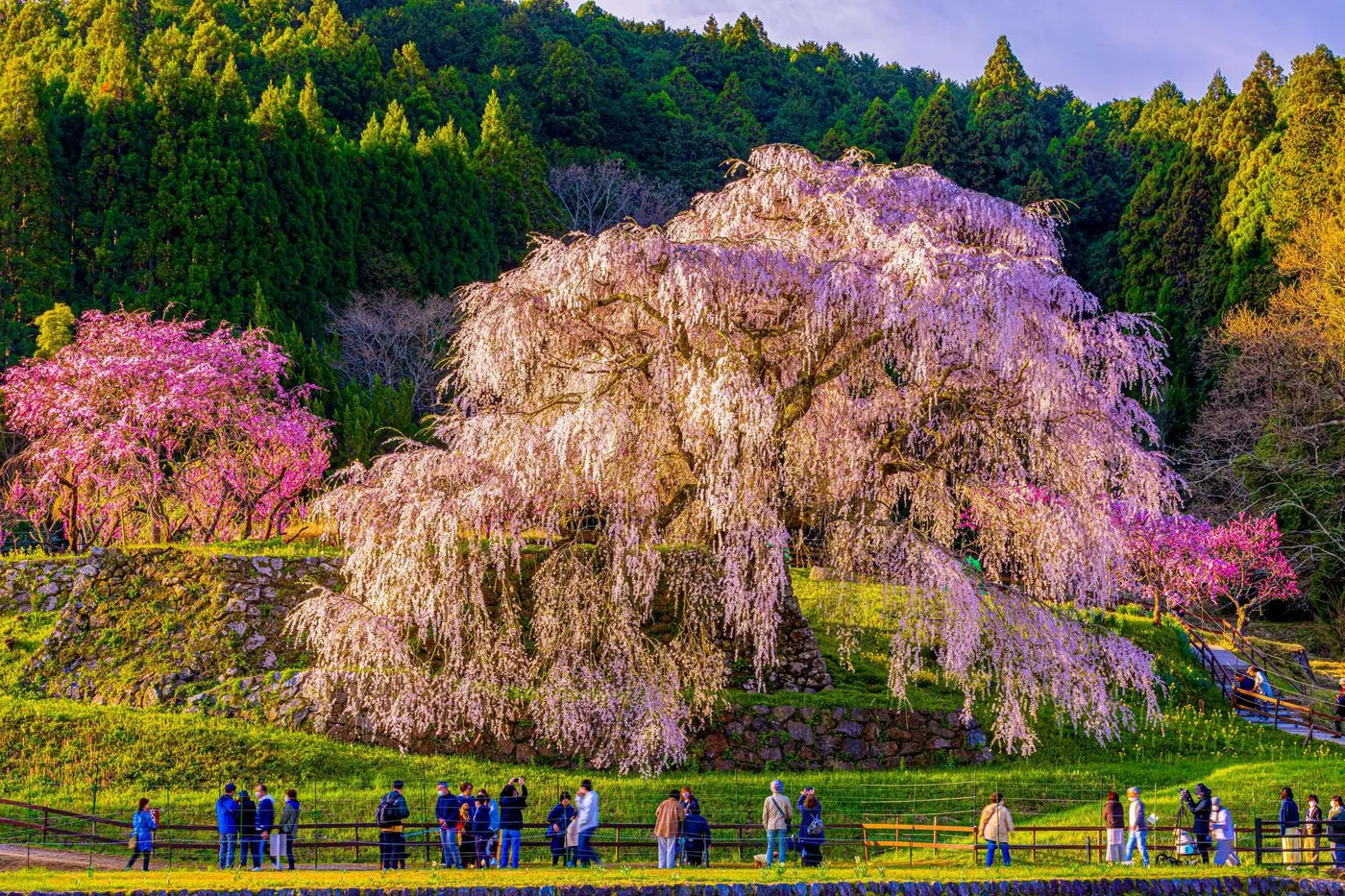 Nara Spring Blossom Journey from Osaka, Osaka