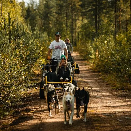 Husky on Wheels: Arctic Adventure Ride, Rovaniemi