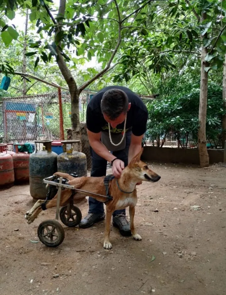 Animal Aid Unlimited, Udaipur