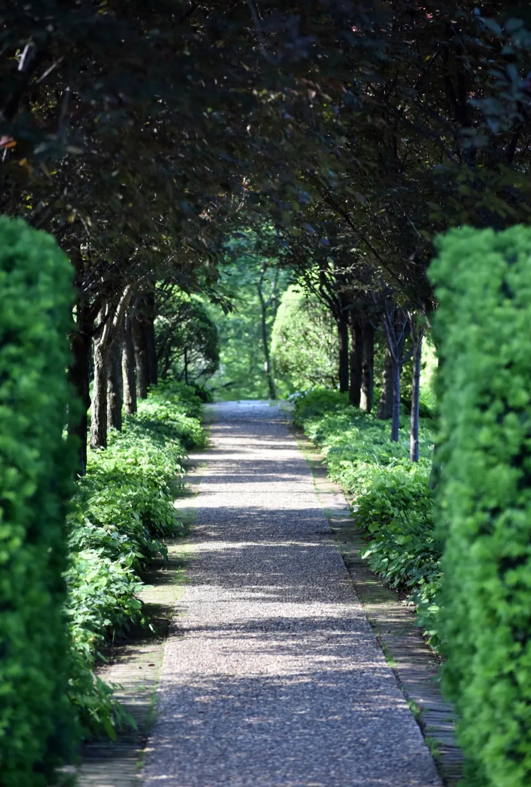Mughal Gardens, Srinagar
