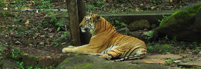 Explore Mhadei Wildlife Sanctuary, North Goa