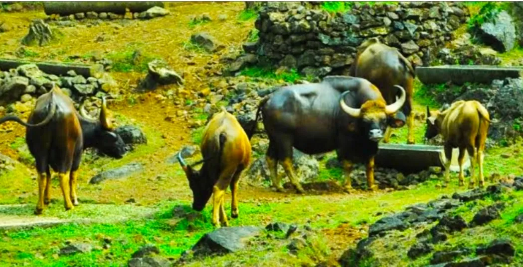 Cotigao Wildlife Sanctuary, South Goa