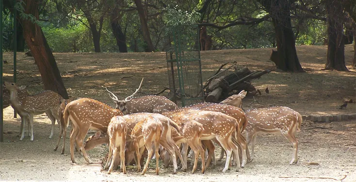 Sarnath Deer Park, Varanasi