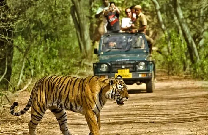 Sajjangarh Wildlife Sanctuary, Udaipur