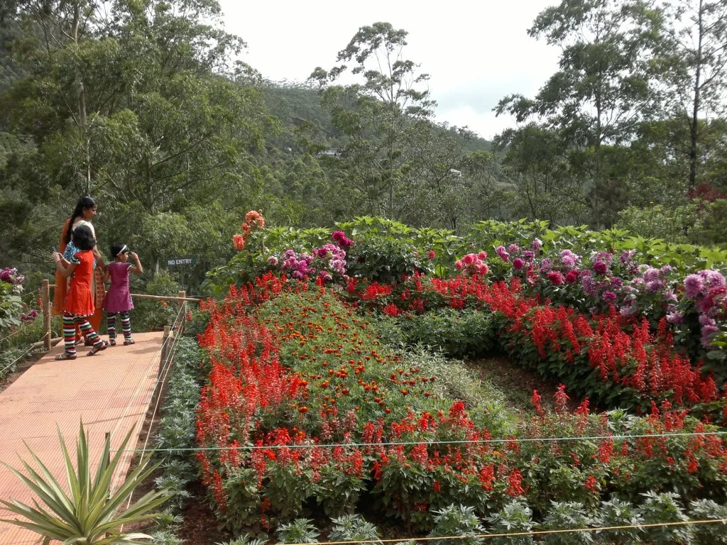 Check out Blue Blossom Garden, Munnar