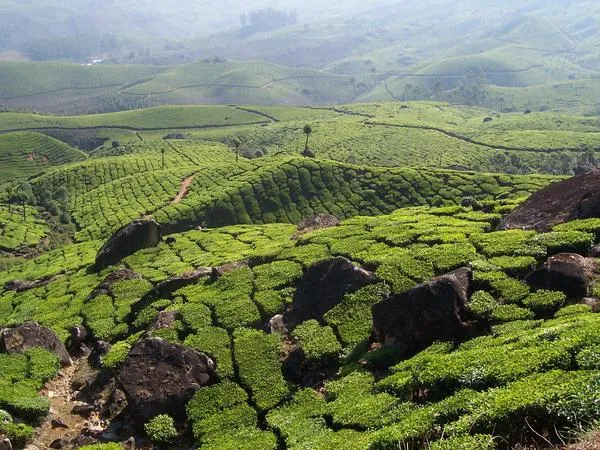 Check out Lock Heart Gap viewpoint, Munnar