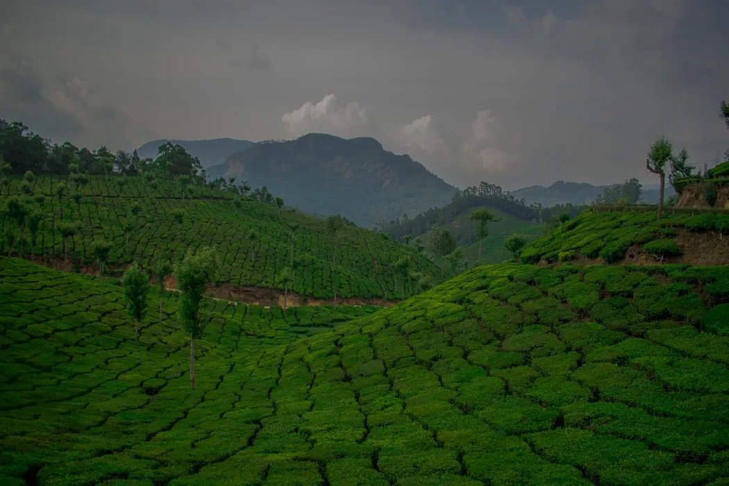 Explore Top Station, Munnar