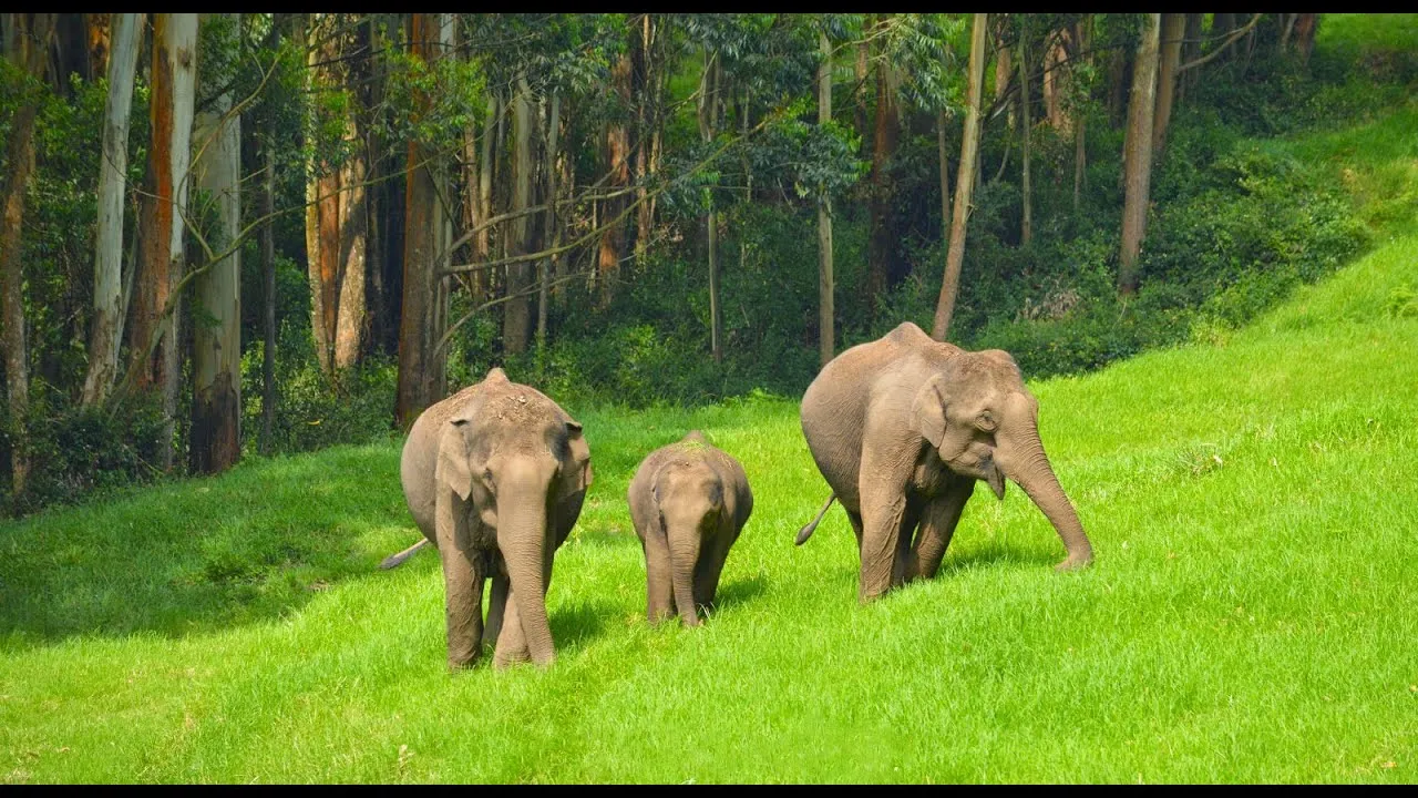 Visit Anakkulam - Elephant View Point, Munnar