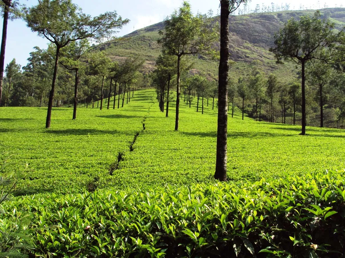 Photo Point near Top Station, Munnar