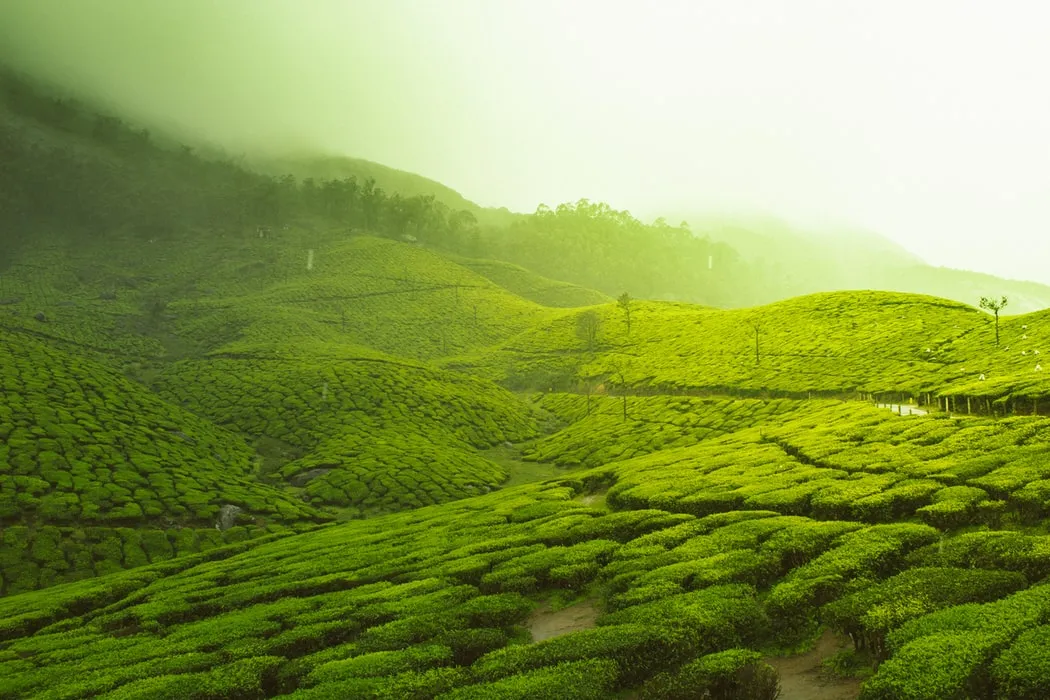 Check out Tea Gardens, Munnar