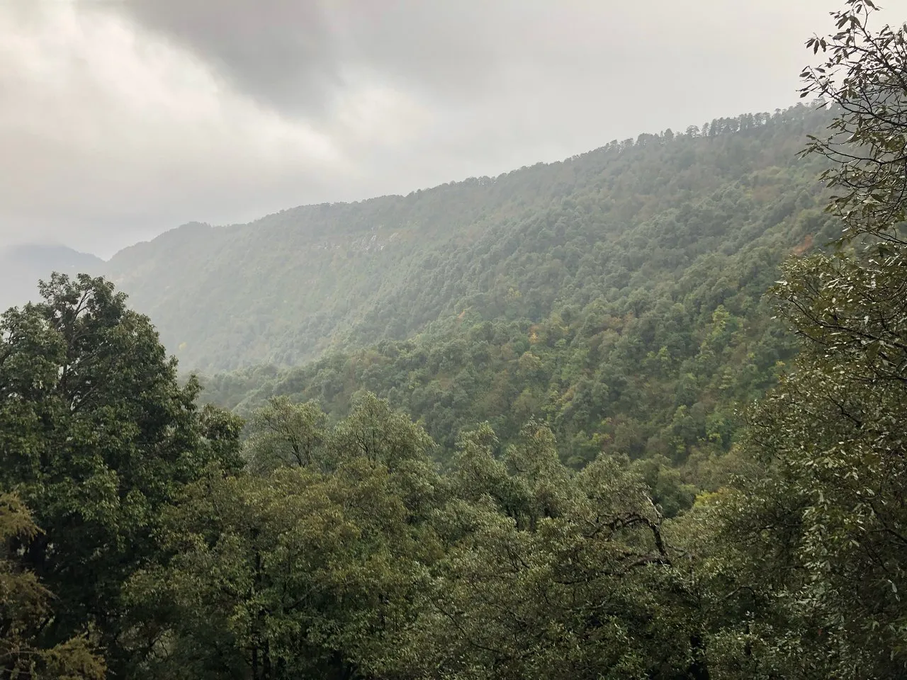 Binog Mountain Quail Wildlife Sanctuary, Mussoorie