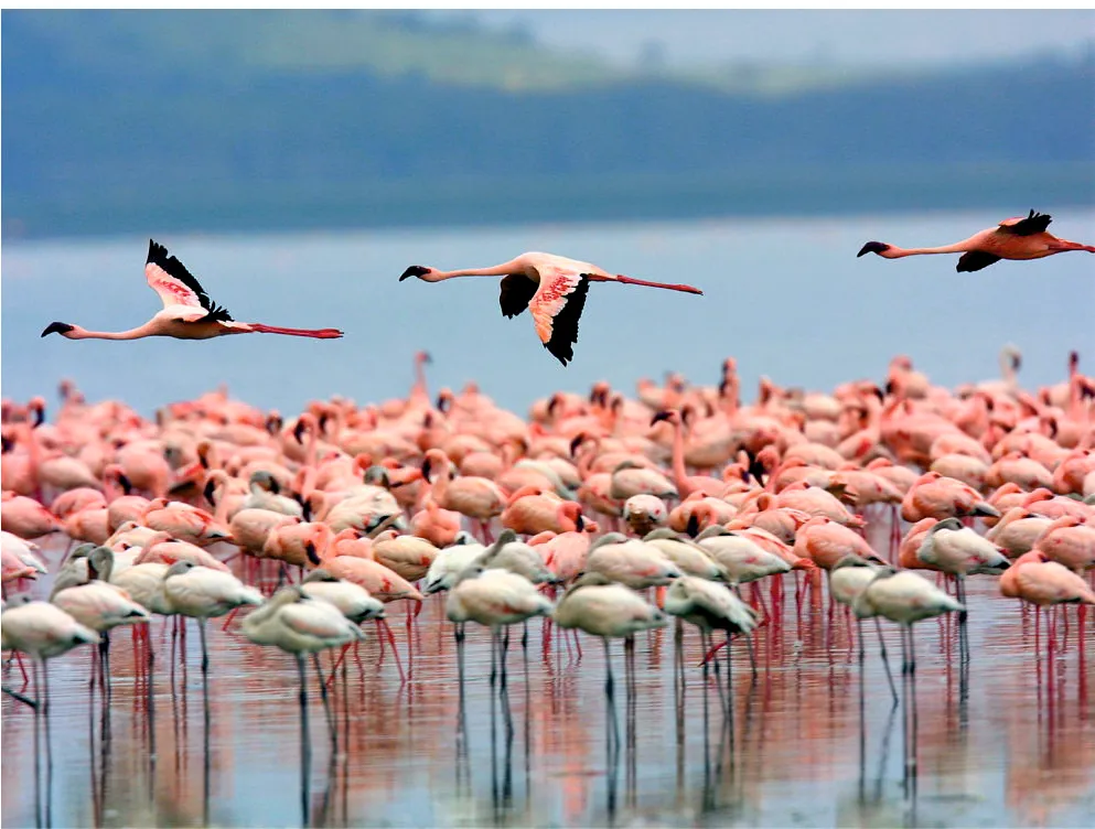 Nalsarovar Bird Sanctuary, Ahmedabad