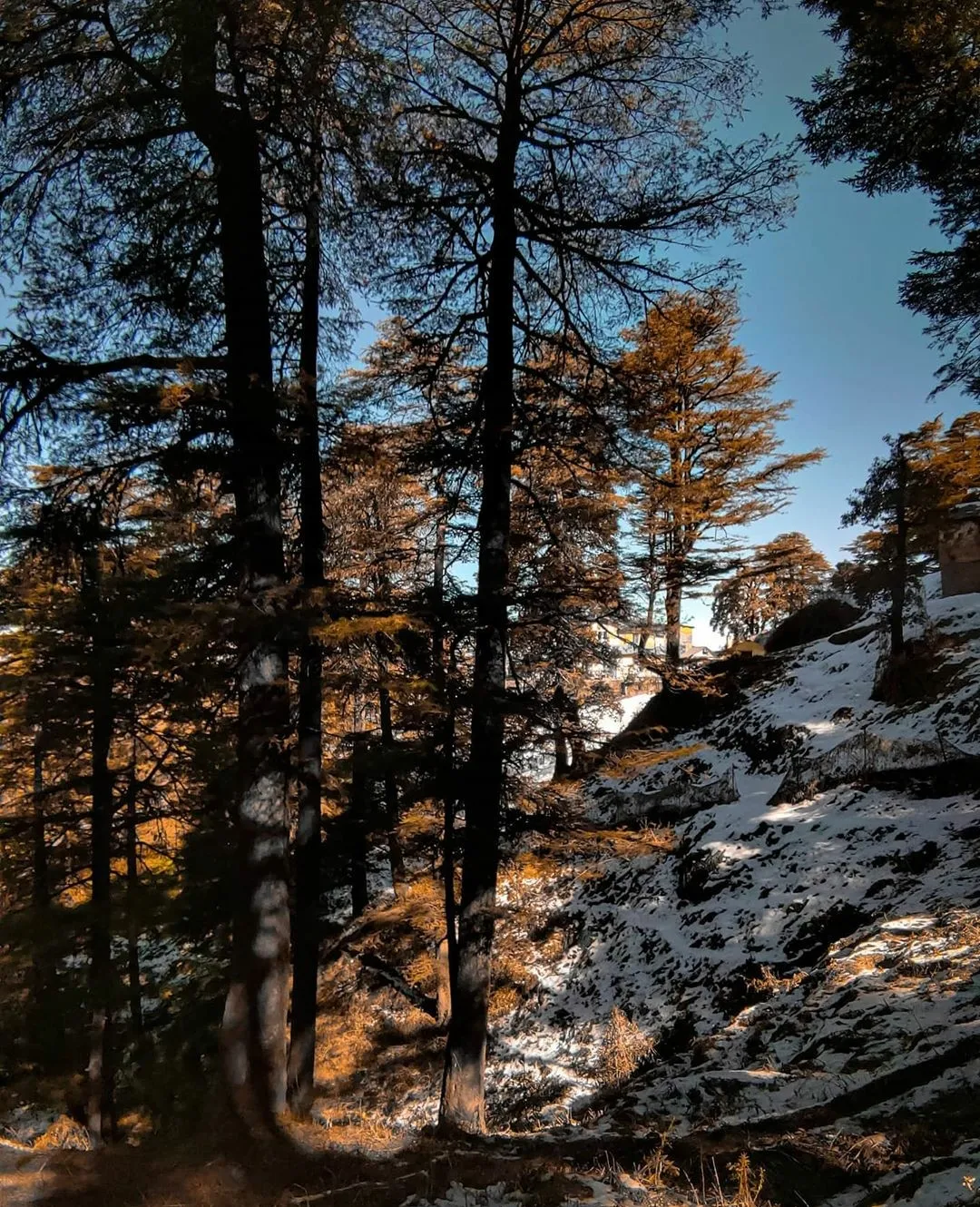 Visit Jakhoo Hill, Shimla