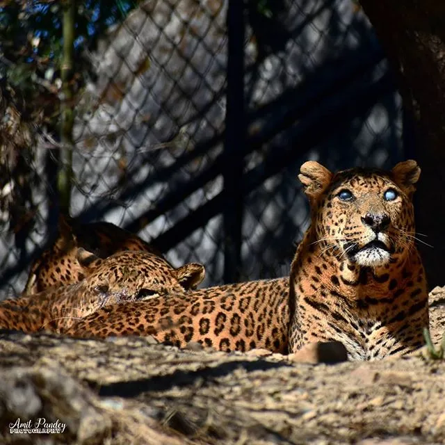 High Altitude Zoo, Nainital