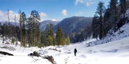 Check out Deoban, Chakrata