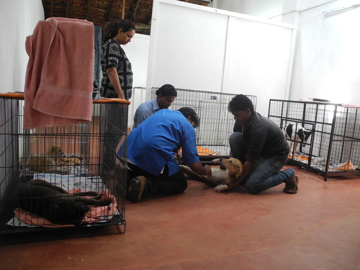 Animal Shelter Agonda, Agonda