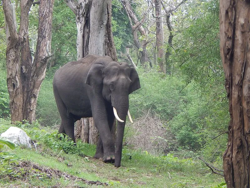 Mudumalai National Park, Ooty