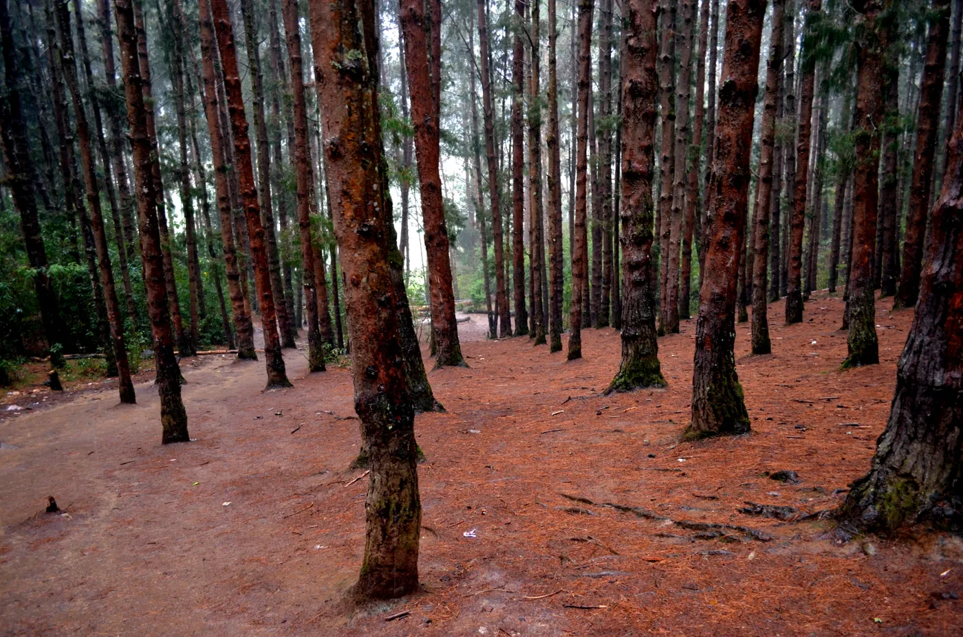 Visit Pine Forest Shooting Spot, Ooty