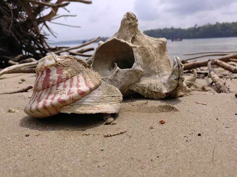 Explore Red Skin Island, Port Blair