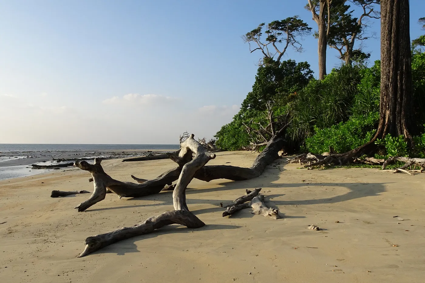 Check out Wandoor Beach, Port Blair