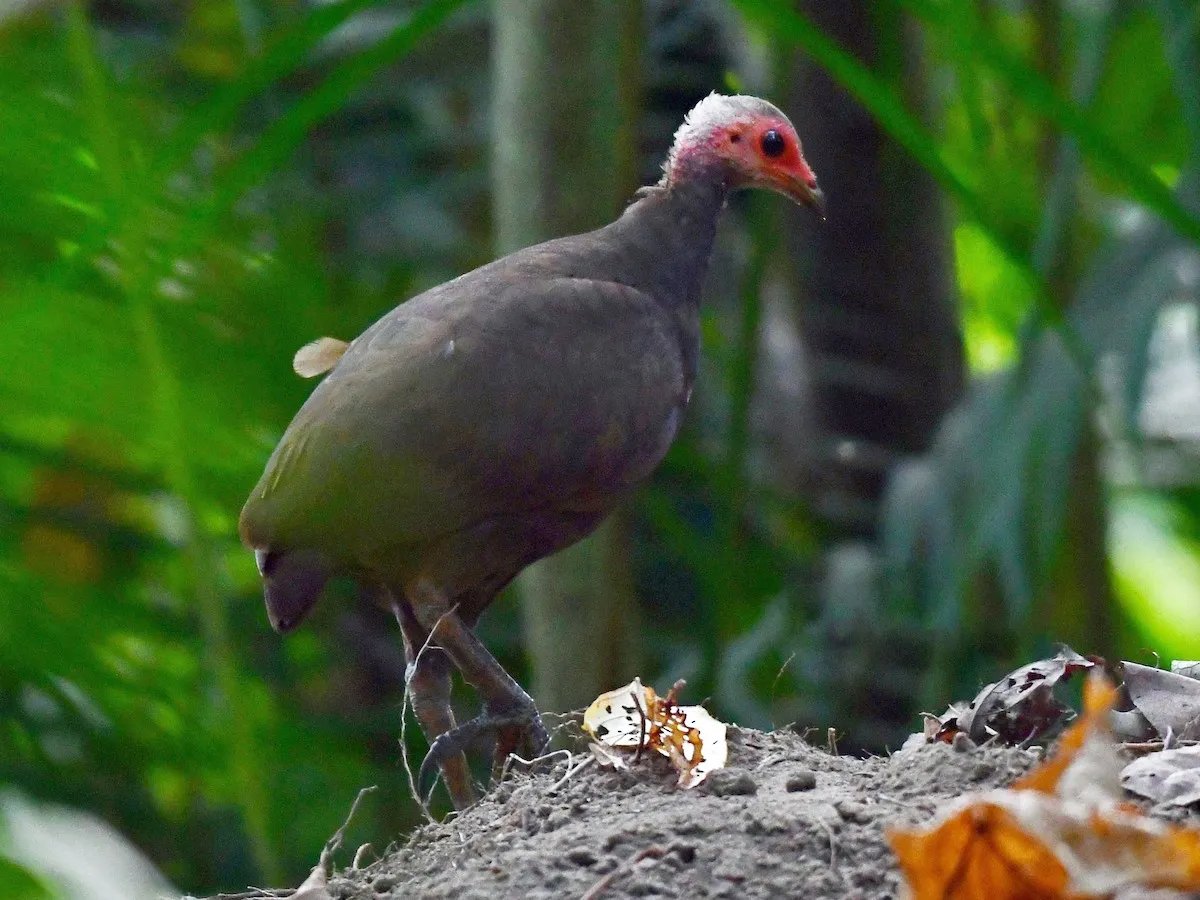 Galathea National Park, Port Blair